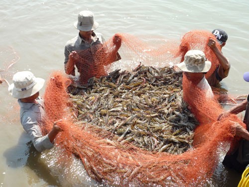 Adaptation of shrimp farming to climate change - ảnh 1